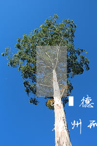山東德州刑事律師辯護網(wǎng)(山東德州刑事律師辯護網(wǎng))