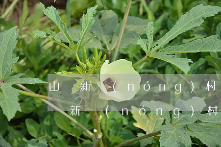 山東新農(nóng)村建設(shè)(山東新農(nóng)村建設(shè)房屋補(bǔ)償標(biāo)準(zhǔn))