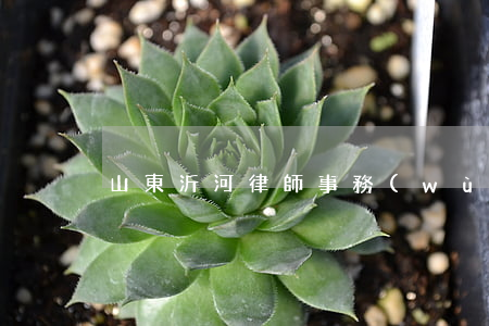 山東沂河律師事務(wù)所