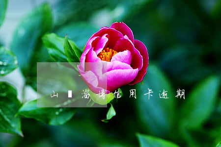 山東淄博信用卡逾期
