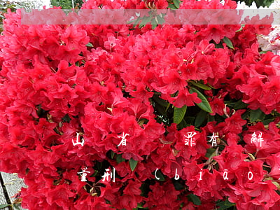 山東省盜竊罪有諒解書(shū)積極賠償量刑標(biāo)準(zhǔn)(山東省盜竊罪量刑指導(dǎo)意見(jiàn))