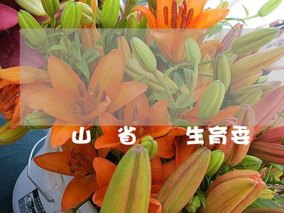 山東省計劃生育委員會(山東省計劃生育委員會電話)