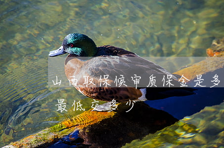 山西取保候审质保金是多少(取保候审保证金最低交多少)