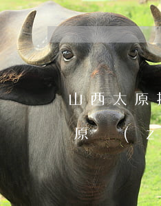 山西太原找離婚律師多少錢(qián)(太原專(zhuān)業(yè)離婚律師)
