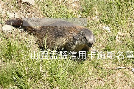 山西盂縣信用卡逾期名單(盂縣失信人員名單) 山西盂縣信用卡逾期名單(盂縣失信人員名單)