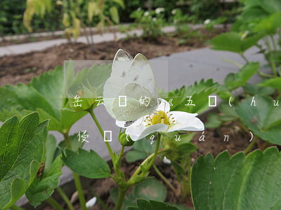 岳云鵬的《五環(huán)之歌》為啥沒侵權(quán)