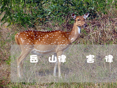 岳屾山律師厲害嗎(律師岳屾山怎么讀)