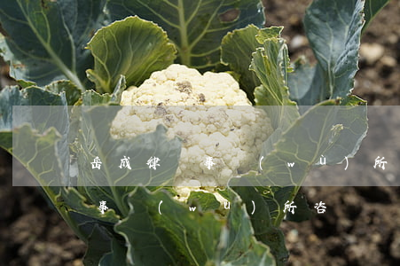 岳成律師事務(wù)所地址(北京岳成律師事務(wù)所咨詢電話)