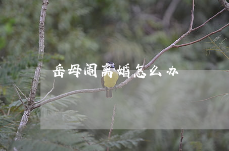 岳母闹离婚怎么办