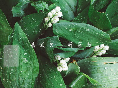 岳父欠銀行巨款