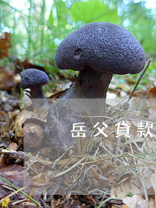 岳父貸款還不起(父親貸款還不上)