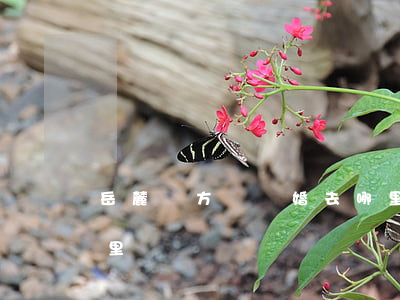 岳麓東方紅離婚去哪里(岳麓東方紅離婚去哪里)
