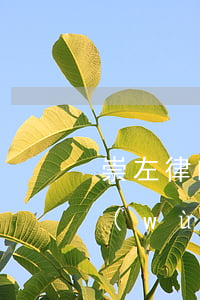 崇左律師事務(wù)所 婚姻(崇左律師事務(wù)所 婚姻)