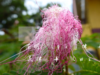 崇明區(qū)律師事務(wù)所律師(崇民律師事務(wù)所官網(wǎng))