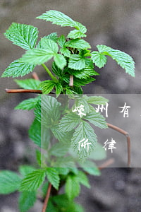 嵊州有名的律師(嵊州三惟律師事務(wù)所律師)