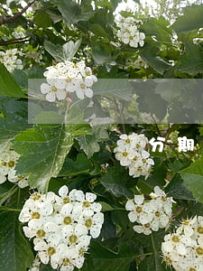 嵐圖分期免息嗎