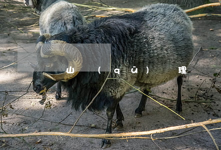 嶗山區(qū)處理債務(wù)律師