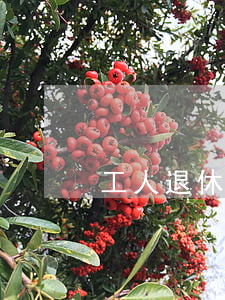 工人退休年齡(工人退休年齡規(guī)定)