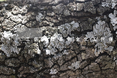 工伤保险条例全文(工伤保险条例全文(2021最新))