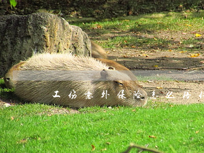 工伤意外保险怎么赔付,赔多少钱
