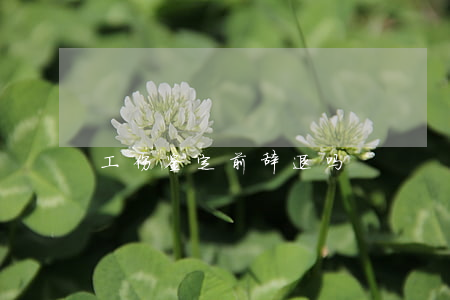 工伤鉴定前辞退吗