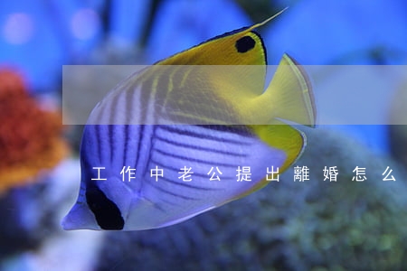 工作中老公提出離婚怎么辦