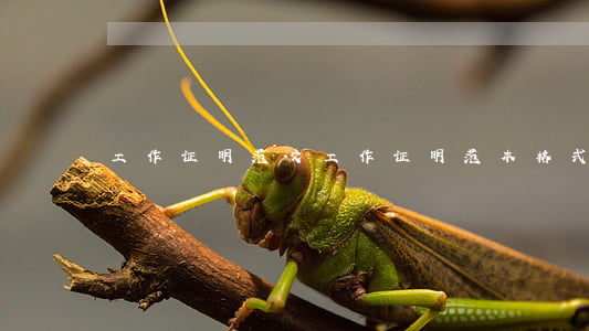 工作证明范文，工作证明范本格式
