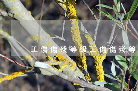 工傷傷殘等級(工傷傷殘等級晉級原則)