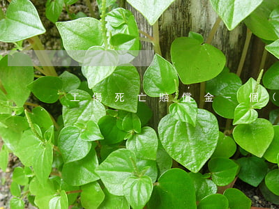 工傷死亡賠償金-個(gè)案