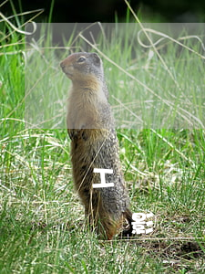工傷訴訟期間可以上班嗎(工傷期間去上班了會影響賠償嗎)