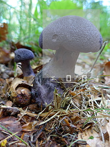 工傷請(qǐng)律師可以后付費(fèi)嗎(請(qǐng)律師打工傷怎么收費(fèi))
