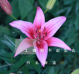 工傷賠不起怎么處理(工傷賠償一直不下來有什么辦法)