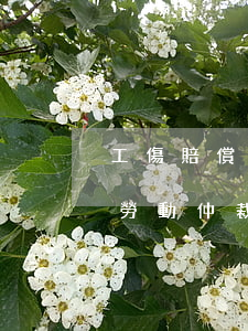 工傷賠償可以直接申請法院嗎(工傷可以申請勞動仲裁要求用工單位賠償嗎)