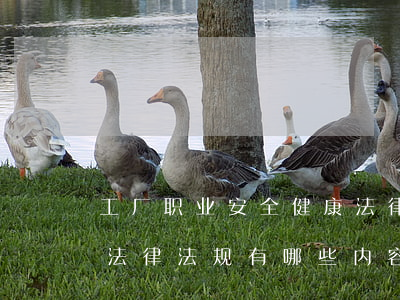 工厂职业安全健康法律法规(职业健康安全法律法规有哪些内容)