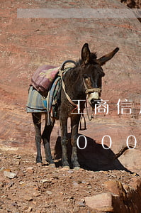工商信用卡1000逾期5年(工商信用卡8000逾期三年)
