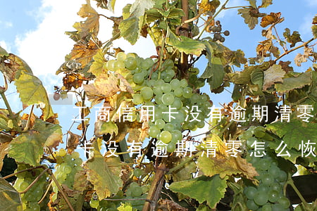 工商信用卡没有逾期清零怎么恢复(工商信用卡没有逾期清零怎么恢复)
