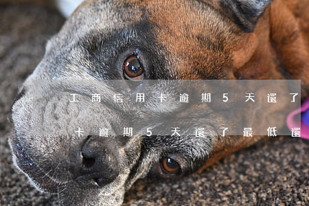 工商信用卡逾期5天還了最低還款(工商信用卡逾期5天還了最低還款會怎樣)