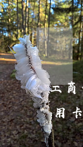 工商信用卡逾期一个礼拜就上征信(征信上信用卡逾期一次)