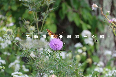 工商信用卡逾期一小时-信用卡 逾期 一周