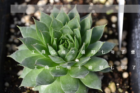工商信用卡逾期七年了會(huì)怎么樣(工商信用卡逾期七年了會(huì)怎么樣)