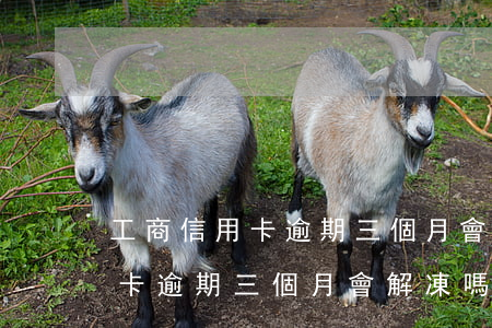 工商信用卡逾期三個月會解凍嗎-工商信用卡逾期三個月會解凍嗎知乎