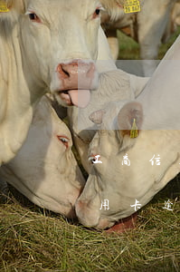 工商信用卡逾期两年怎么协商还款-工商信用卡逾期两年怎么协商还款的