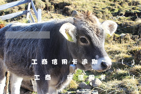 工商信用卡逾期凍結(jié)了怎樣解凍 工商銀行信用卡凍結(jié)怎么解凍