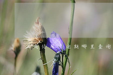 工商信用卡逾期哪里查询