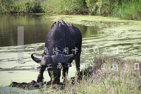工商信用卡逾期手續(xù)費多高會上征信（工商信用卡逾期手續(xù)費多高）