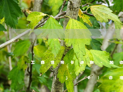 工商信用卡逾期會加微信嗎(欠信用卡逾期會凍結(jié)微信嗎)
