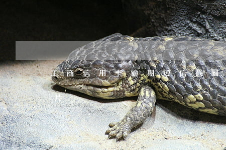 工商信用卡逾期短信截圖(信用卡逾期短信圖片)
