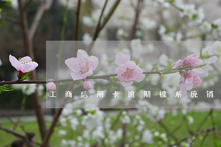 工商信用卡逾期被系统销卡(全能美食 问答)