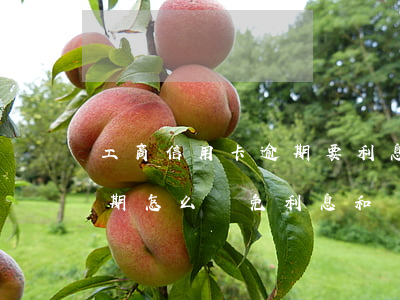 工商信用卡逾期要利息嗎(工商銀行信用卡逾期怎么減免利息和違約金)