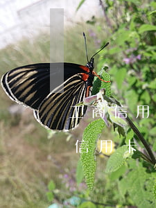 工商信用卡逾期还款变废卡(逾期还款后注销信用卡)